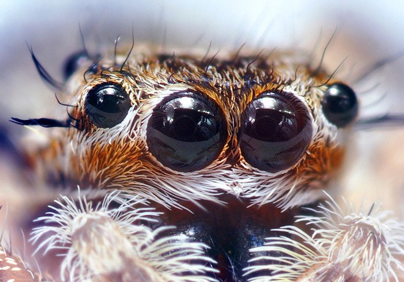 a spider - eyed spider